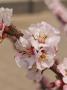 春花渡厄双性gb
